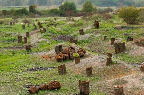 Laçında meşələrə qarşı barbarlıq edilib: Cinayət işi açıldı