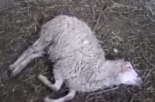 Şəhid ailəsinə verilən qoyunlar xəstə olub? - AÇIQLAMA