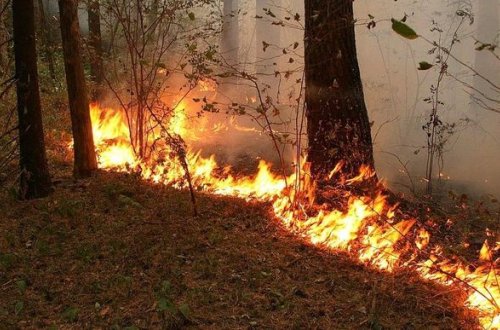 Bakıda ağaclıq ərazisindəki yanğın məhdudlaşdırılıb – YENİLƏNİB + VİDEO