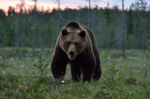 Rusiyada ayı turistlərə hücum edib: Ölən və xəsarət alan var