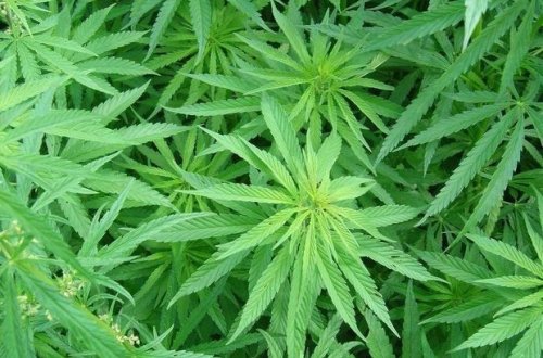 У жителя Газаха обнаружили наркотик - ФОТО