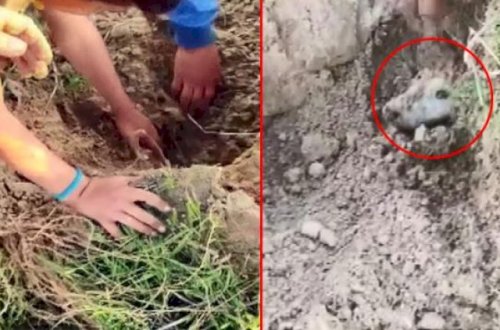 İtləri diri-diri... - Dəhşətli HADİSƏ!