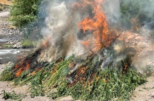 İki tondan çox narkotik maddə yandırılaraq məhv edildi