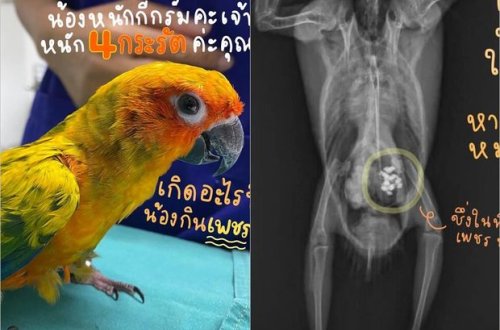 Tutuquşunun sahibəsindən 21 ədəd brilliantı oğurlayıb uddu - FOTO