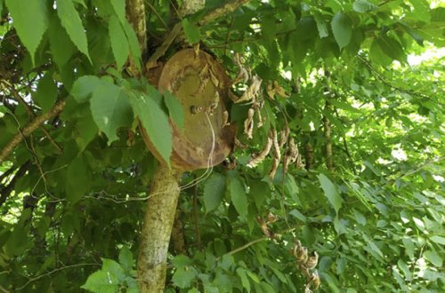 Ermənilər Xocavənddə ağaclara belə minalar quraşdırıbmış - Fotolar