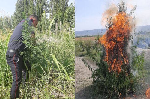 Zaqatalada 2 tona yaxın narkotik vasitə məhv edildi