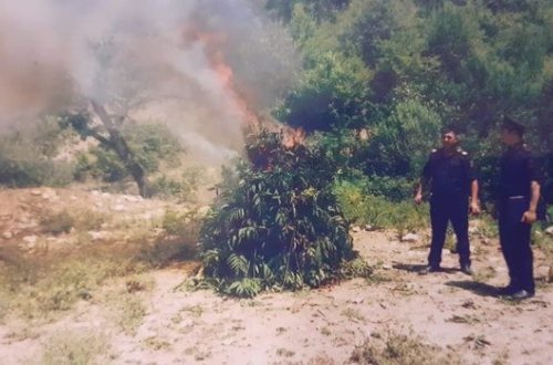 Qubada dörd tondan çox çətənə kolu aşkar edildi - FOTO