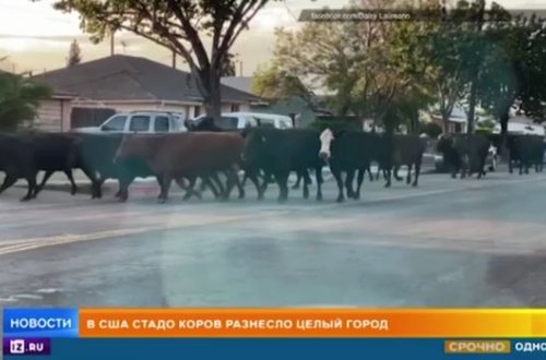 Qəssabxanadan qaçan inəklər şəhəri iflic edib - VİDEO