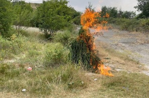 В Агсу уничтожили свыше 1 тонны конопли - ФОТО