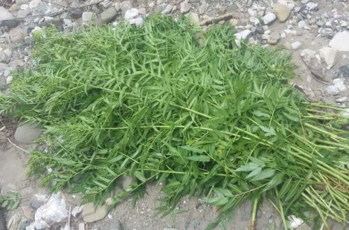 İsmayıllıda bir tondan çox çətənə kolu aşkar edildi - FOTO