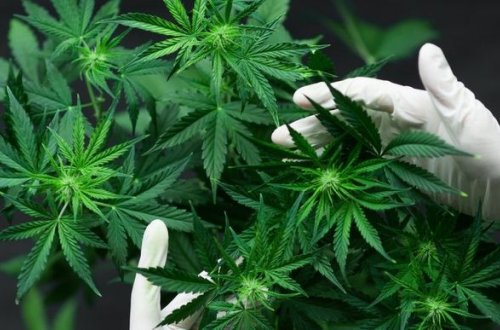 Həyətində narkotik tərkibli bitkilər becərən şəxs saxlanıldı