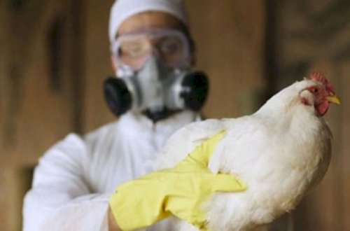 Azərbaycana quş ətinin gətirilməsi QADAĞAN EDİLDİ - Bu ölkələrdən