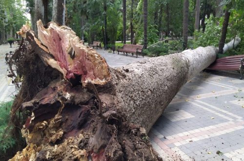 Gəncədə çoxillik Xan çinarı aşdı - FOTO