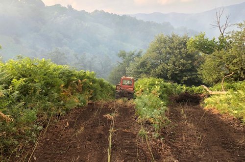 Nazirlik meşələrin qırılması ilə bağlı iddialara cavab verdi