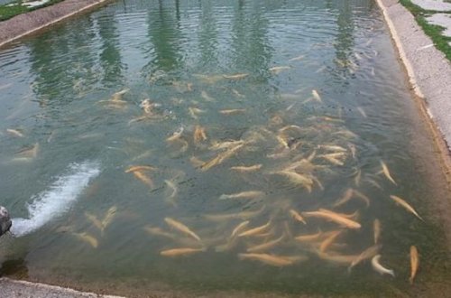 Azərbaycanda onlarla süni balıq gölünün fəaliyyəti dayandırılıb - SƏBƏB