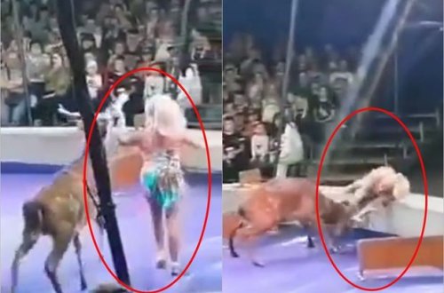 Sirkdə gözlənilməz hadisə: Maral təlimçiyə hücum çəkdi