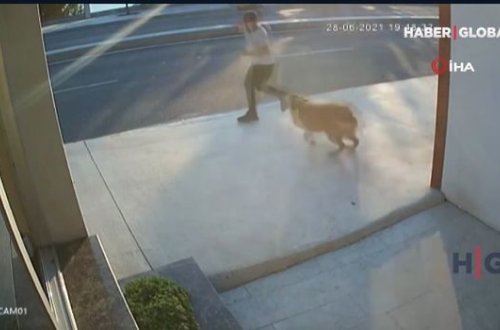 Küçə iti piyadanın yük avtomobili tərəfindən vurulmasına səbəb oldu - VİDEO