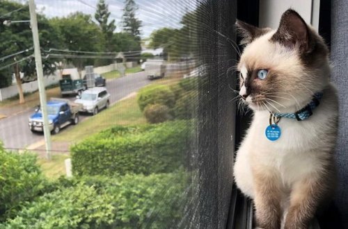 Avstraliyada pişiklər üçün komendant saatı tətbiq edilib