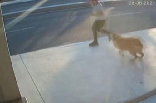 İtdən qaçırdı, qəzaya düşdü - VİDEO