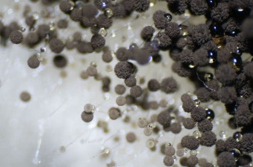 ÜST-dən “qara kif”in yayılmasının azaldılması ilə bağlı TÖVSİYƏ