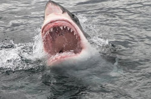 Köpək balığı paraşütdə olan adama hücum etdi - VİDEO