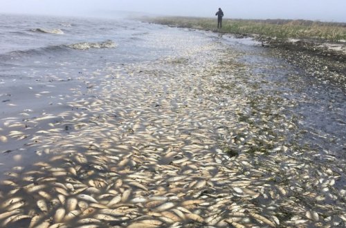 Xəzər dənizində gözlənilməz hadisə - balıqlar kütləvi şəkildə tələf oldu