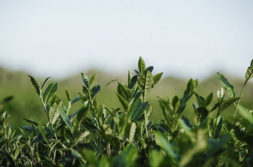 Meyvəçilik və Çayçılıq Elmi-Tədqiqat İnstitutundan Meşə Fondu torpaqlarında çay plantasiyasının salınmasına dair açıqlama