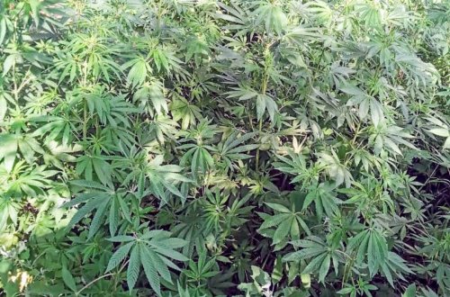 Qubada yarım tondan yuxarı narkotik vasitə becərən şəxslər saxlanılıb