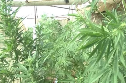 Həyətində narkotik əkən Gəncə sakini saxlanılıb - FOTO