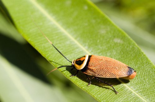 İnsanların xilası üçün tarakan-robotlar hazırlanıb - FOTO/VİDEO