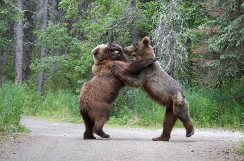 Yolun ortasında iki ayının davası görüntüləndi – VİDEO