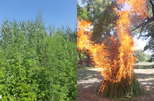 В Загатале уничтожено более двух тонн конопли