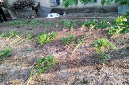 Şabran polisi narkotik vasitə əkib-becərən şəxsi saxlayıb - FOTO