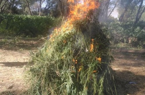 Gəncədə yabanı halda bitən çətənə kolları məhv edilib