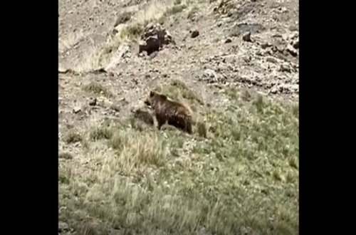 Kəlbəcər dağlarında ayı - VİDEO