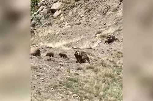 В горах Кельбаджара медведица и медвежата попали в объектив камеры - ВИДЕО