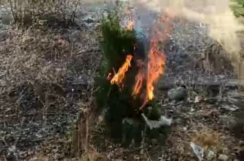 Füzulidə 200 kiloqramdan çox narkotik bitki məhv edilib