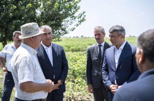 Kənd təsərrüfatı naziri İnam Kərimov Salyanda açıq sahədə pambıqçı fermerlərlə görüş keçirib