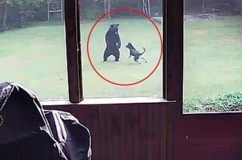 İtlə ayının əyləncəsi ev sahibini şoka saldı - FOTO/VİDEO