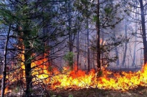 Ağacların yanması ilə bağlı daxil olan şikayət araşdırıldı