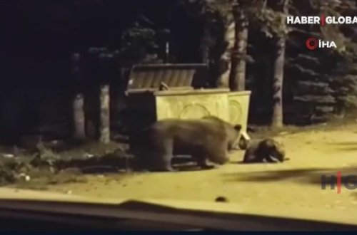 Bursada iki balası ilə birlikdə şəhərə düşən ayı zibillikdə görüntüləndi – ANBAAN VİDEO