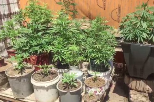 Tuğ kəndində narkotik tərkibli bitkilər aşkar edilib