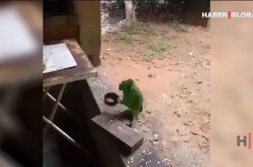 Ritm tutub, mahnı oxuyan tutuquşu görənləri heyrətləndirir – VİDEO