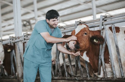 Azərbaycanda südlük inəklərin sığortalanma qaydası açıqlanıb