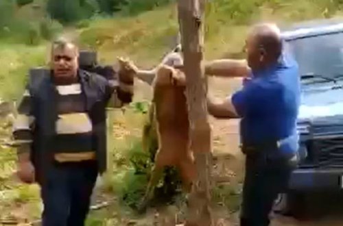 Laçında iki nəfərin cüyür ovlayıb, kef məclisi təşkil etməsi ilə bağlı DİN-dən AÇIQLAMA - YENİLƏNİB+VİDEO