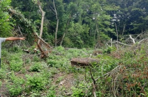 Təbiətə ziyan vuran şəxs barədə cinayət işi başlandı