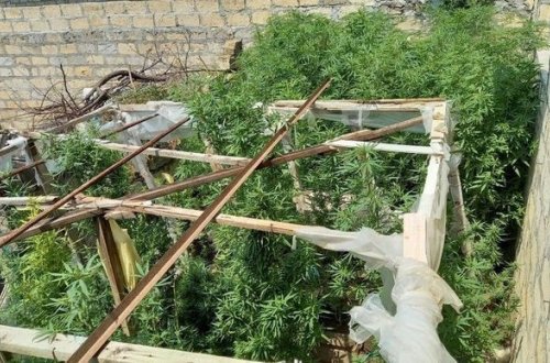 Бывший осужденный выращивал коноплю во дворе своего дома - ФОТО/ВИДЕО