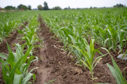 Bir ildə iki dəfə məhsul götürmək - Azərbaycanda təkrar əkinlər davam edir 