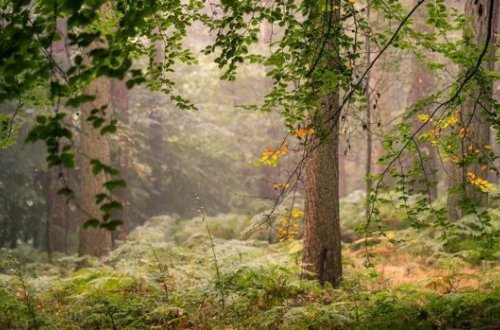 Meşələrin elektron atlası yaradılacaq
