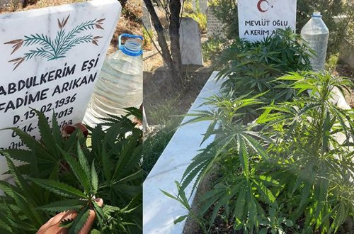 Nənə-babasının məzarları üstündə çətənə kolları əkdi - Foto